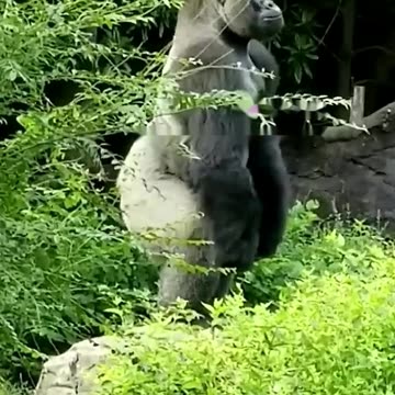 Funny Monkeys make me Happy