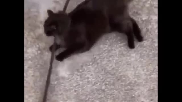 Funniest Cats 😹 - Don't try to hold back Laughter 😂 Part 05