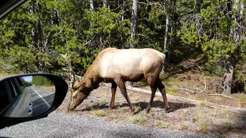 Yellowstone and Anniversary Trip 3