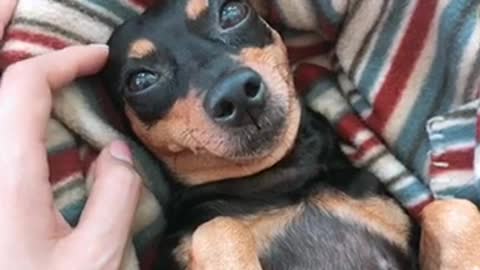 A puppy with lovely eyes