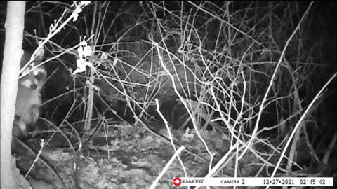 Backyard Trail Cam - Racoon 2