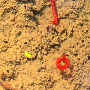 Red larvae in a puddle / Life in water / Mosquito larvae.
