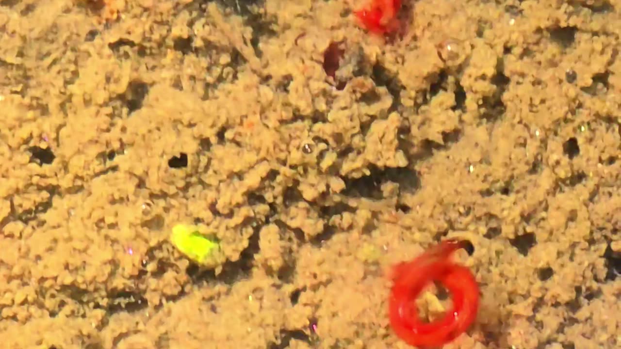 Red larvae in a puddle / Life in water / Mosquito larvae.