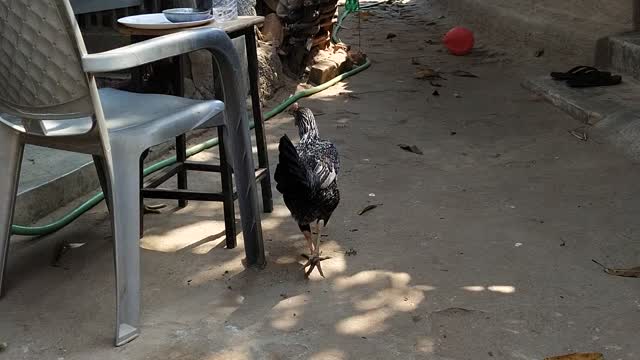 Cock want to have lunch in india