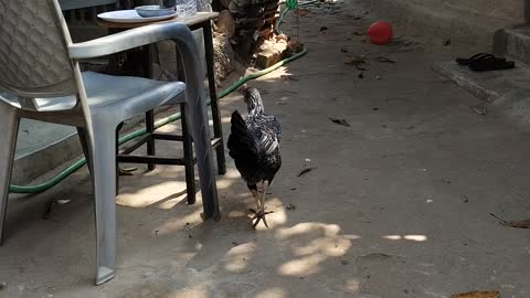 Cock want to have lunch in india