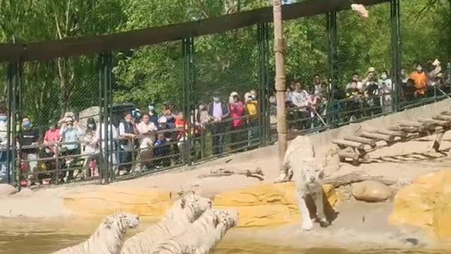 White tiger