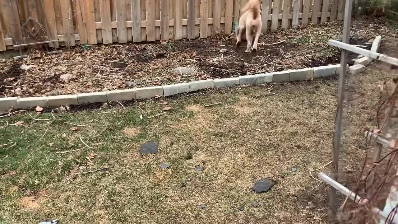 Small child playing with dog in the yard 🐶🤗😊👦👏🏽