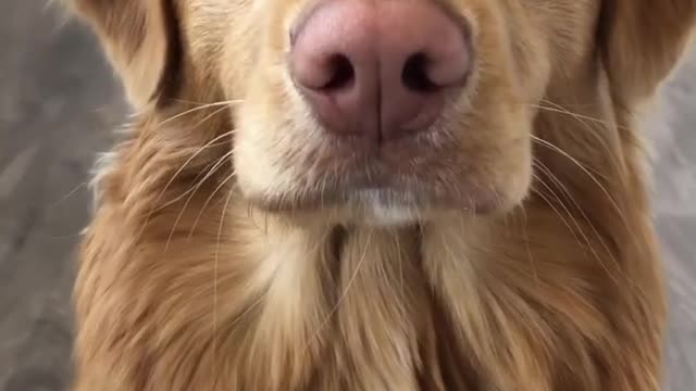 Cutest dog part 13