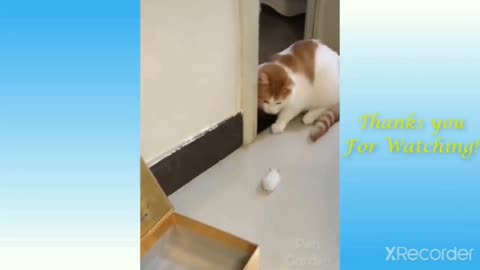 Funny teaction Cat and Friend Hide and Seek