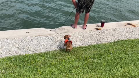 Dachshund in Robert’s Bay, Marco Island FL