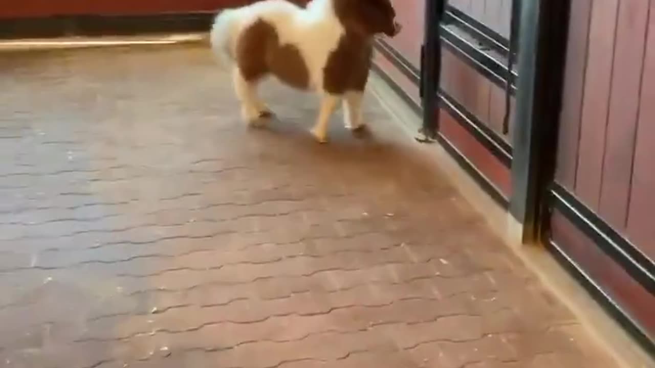 I DIDNT KNOW PONIES GOt ZOOMIES