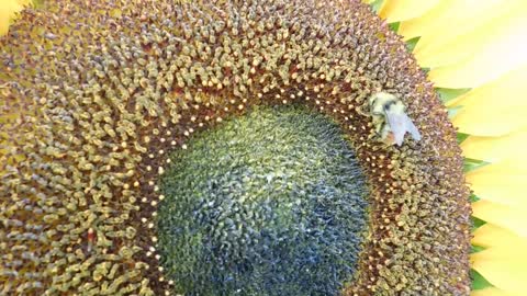 Amazing Bee on Sunflower In Morning