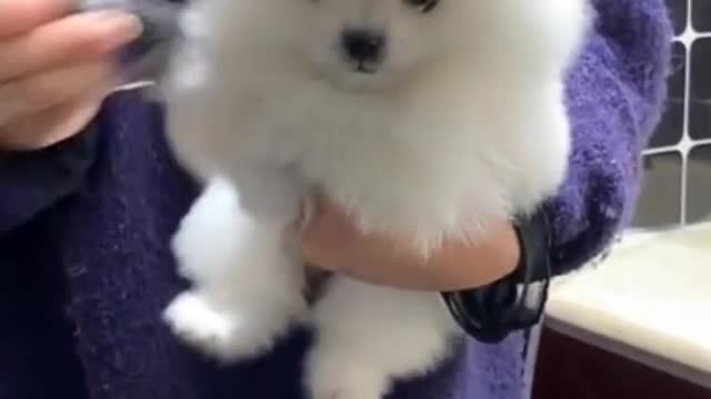 🐕baby dog2021🐶cute dogs🐕 funny dog,🐶dog compilation🐕short video🐶 cute animals videos🐕