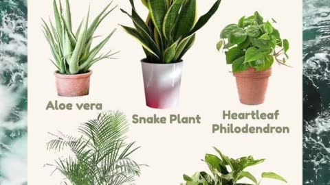 Nature's Allergy Fighters: House Plants for a Healthier Home