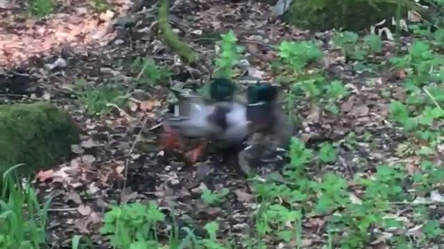 Ducks having .... fun LOL
