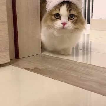 Cute cat Bunny
