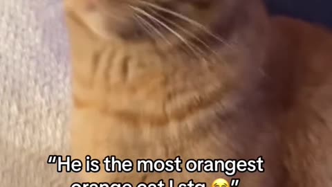 Funny cats