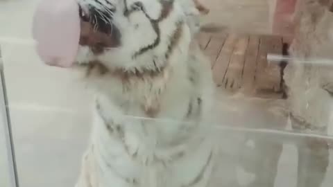 Best Funny Animal