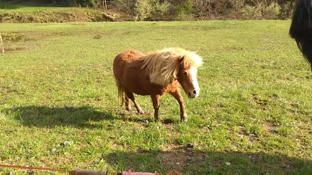 Baby Goat Meets Huge Horse And Tiny Pony