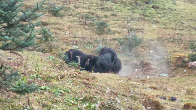 Yak hybrids fighting with each other.