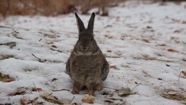 bugs bunny cute