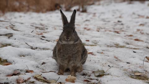 bugs bunny cute