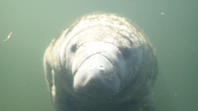 Florida's Beautiful Manatee