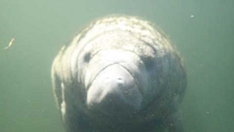 Florida's Beautiful Manatee