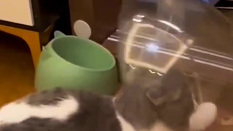 cat funny video