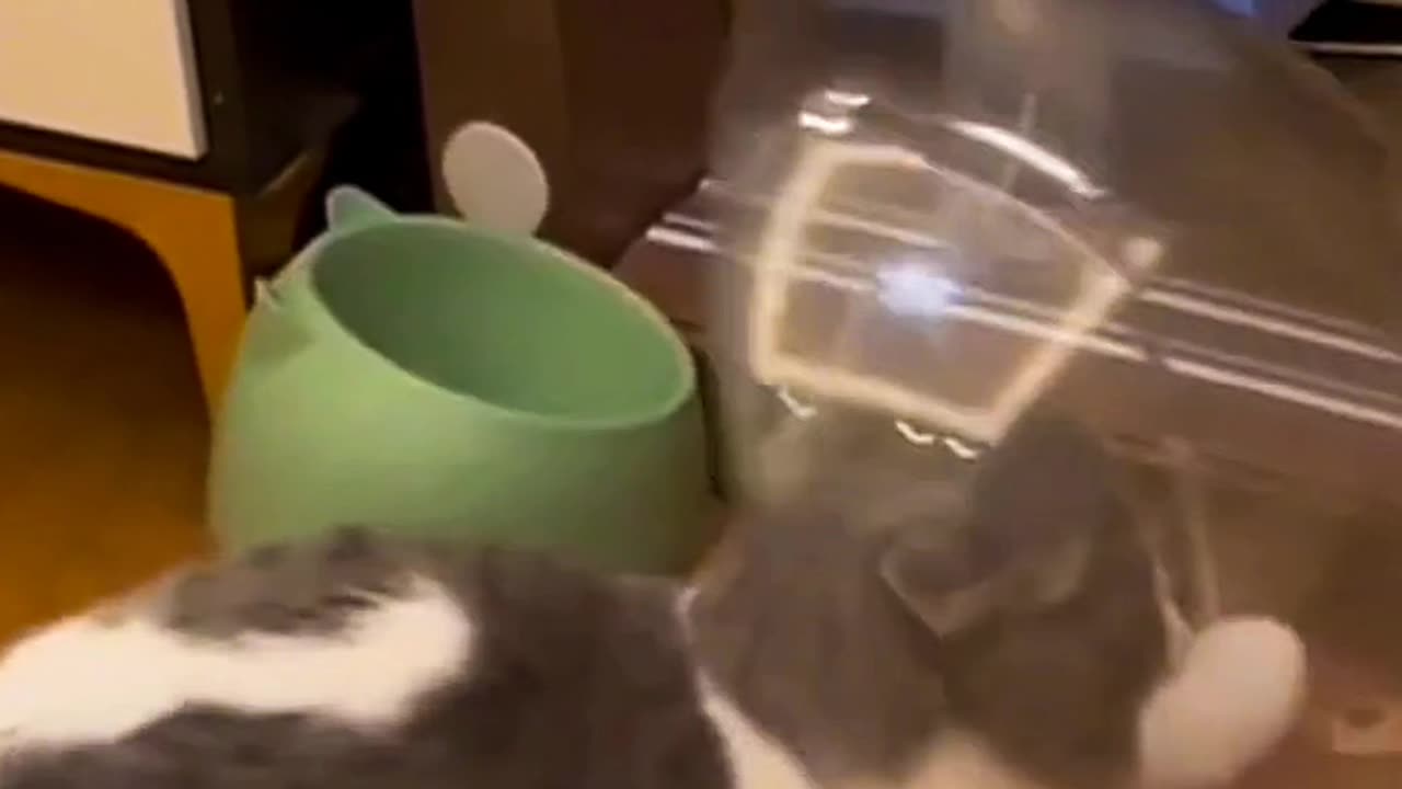 cat funny video