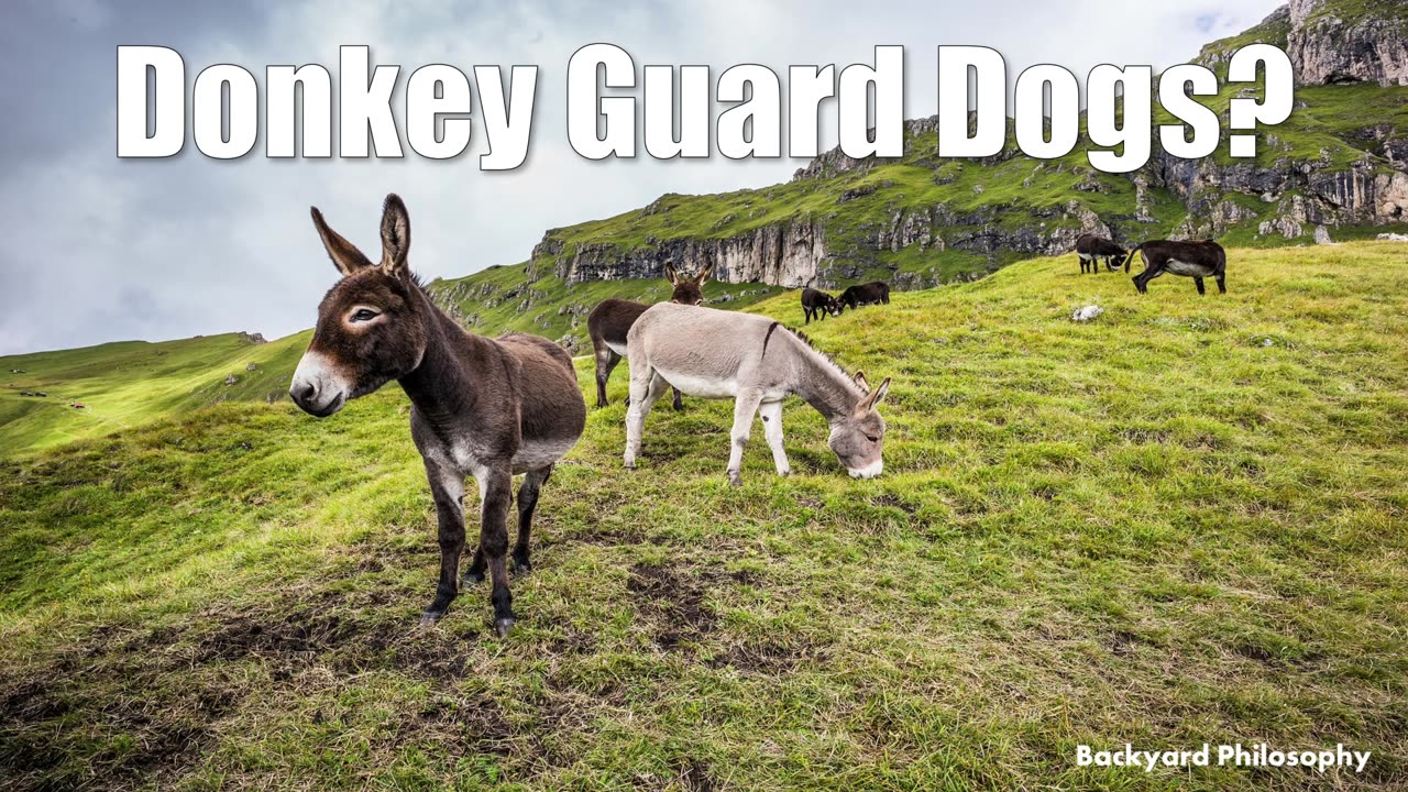 Donkey Guard Dogs