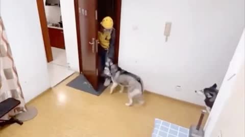 CRAZY DOG OPENS AND CLOSES DOOR FOR DELIVERY GUY