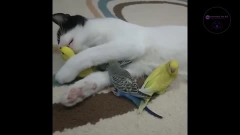 😽 Cat And Bird Best Friends !! (Compilation) 😂🐺