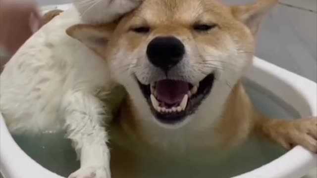 Funny cat and dog ♥️♥️