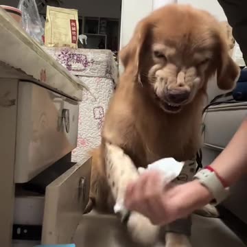 Cute Dog Showing Teethies: Adorable Moment!