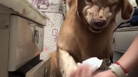 Cute Dog Showing Teethies: Adorable Moment!