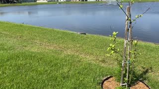 Gator up close.