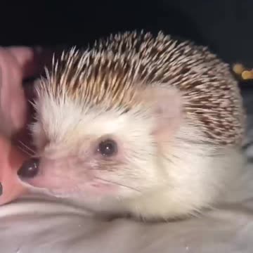 Beware: There is a dark side to this hedgehog 😱😱