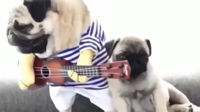 Cute puppy playing guitar