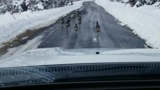 Flock of Wild Turkey