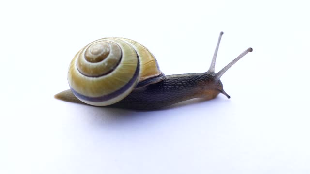 a snail figure