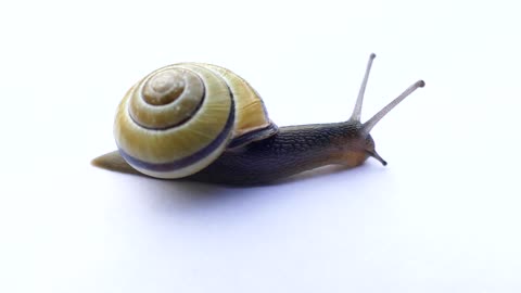 a snail figure