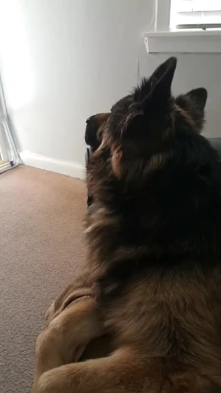 German Shepherd time