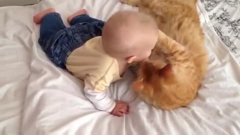 cats being sweat with babys