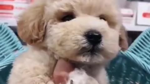 Try not to Laugh | Many cute dogs. I love them very much.