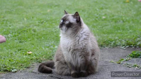 Cat With Playing Object Concentration