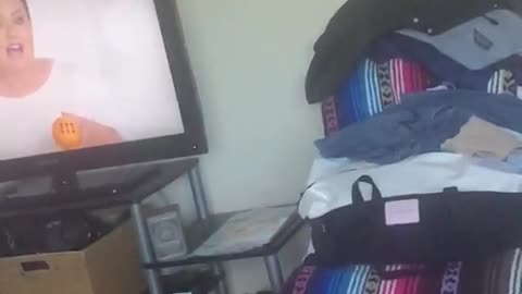 Cat trying to catch string in slow motion but misses