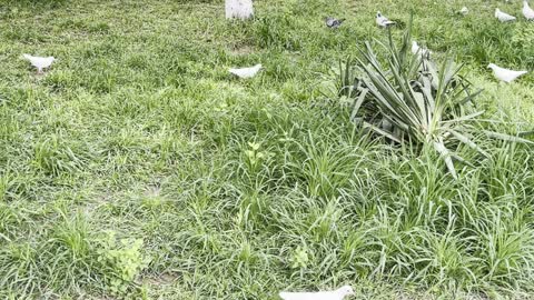 close to nature