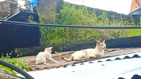The Kitten Is Playing With Its Mother