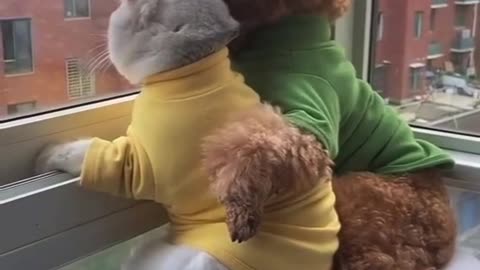 Nice , cute
